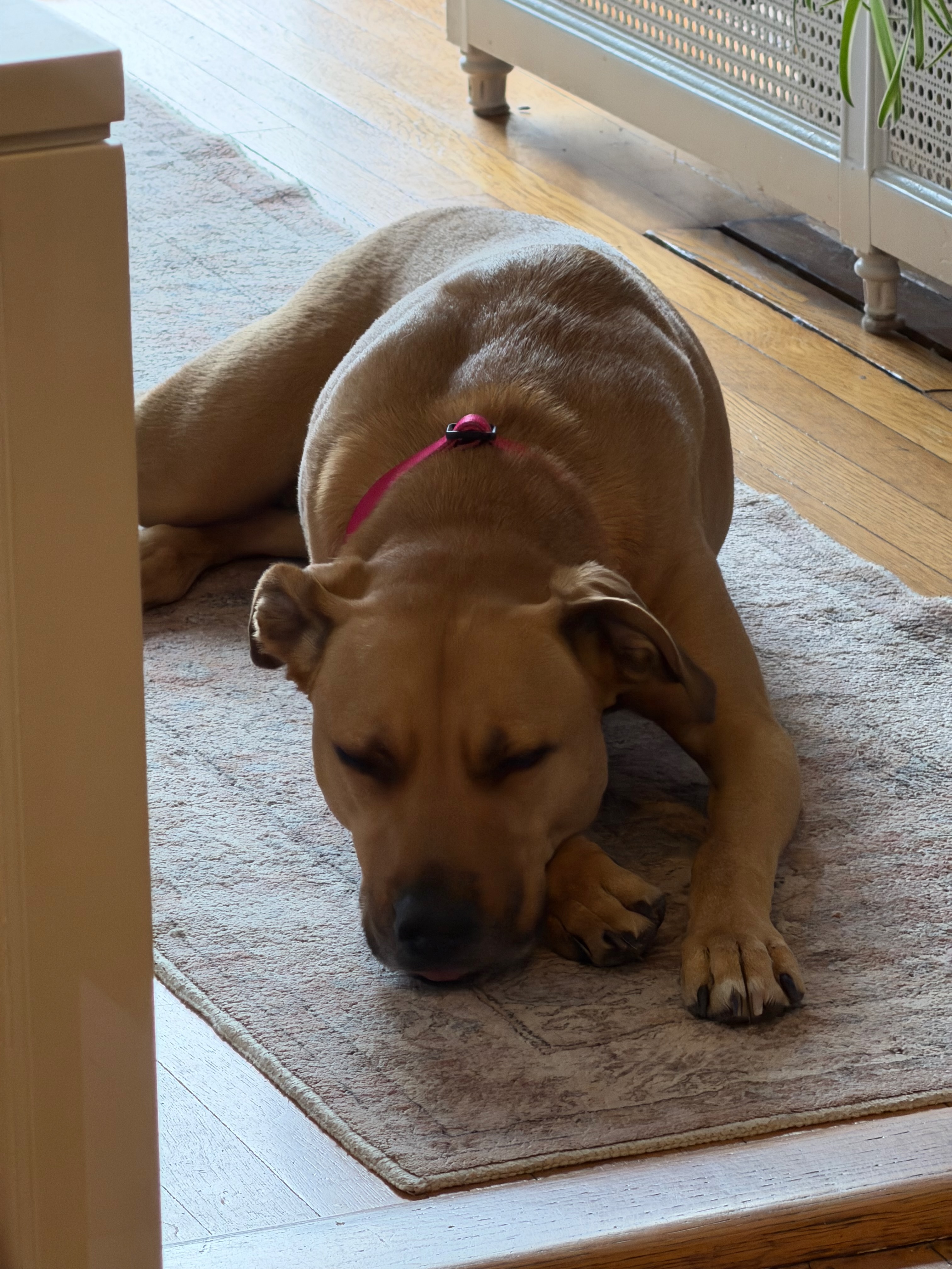 Coco Nap