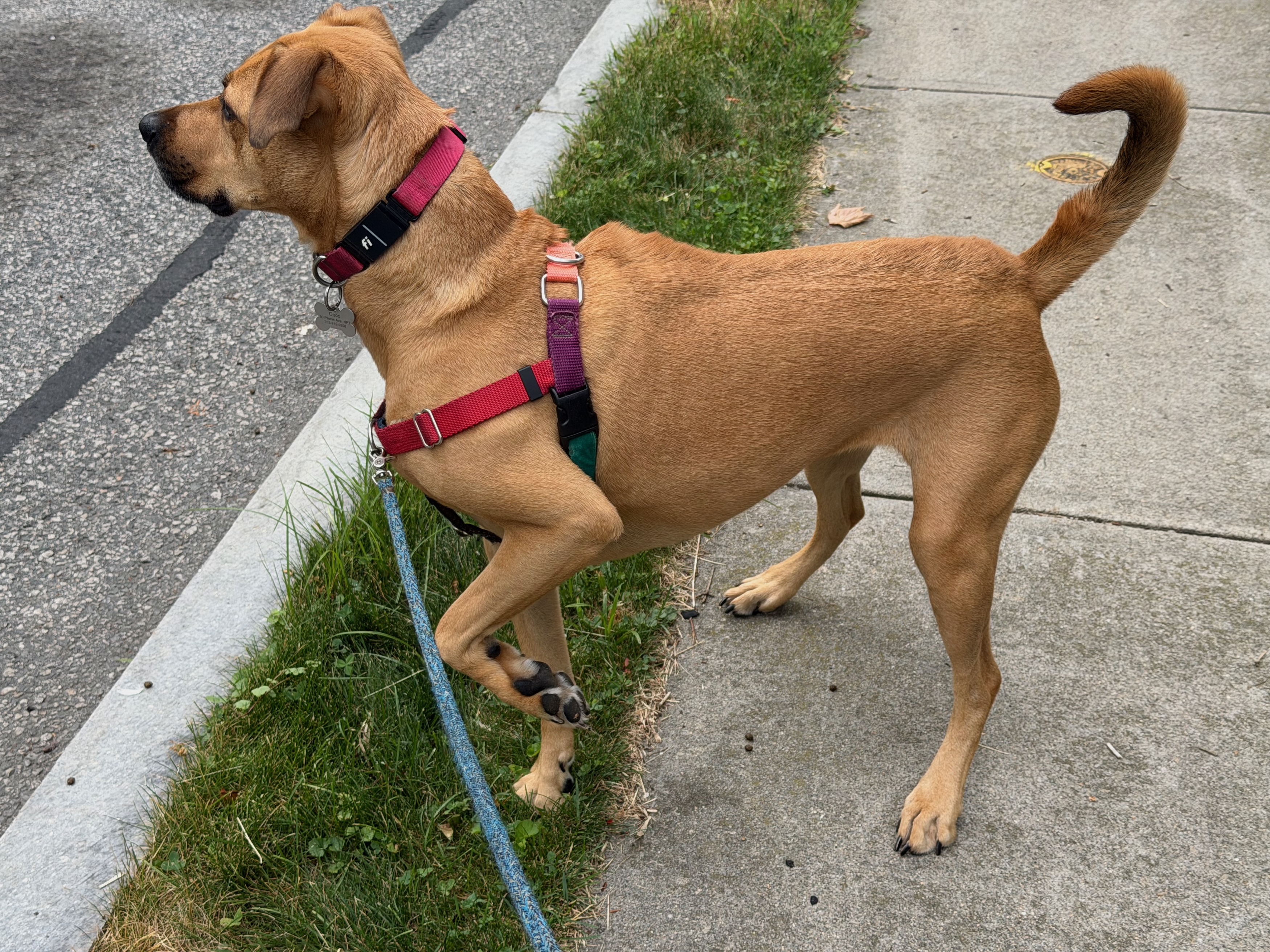 Pointer Dog