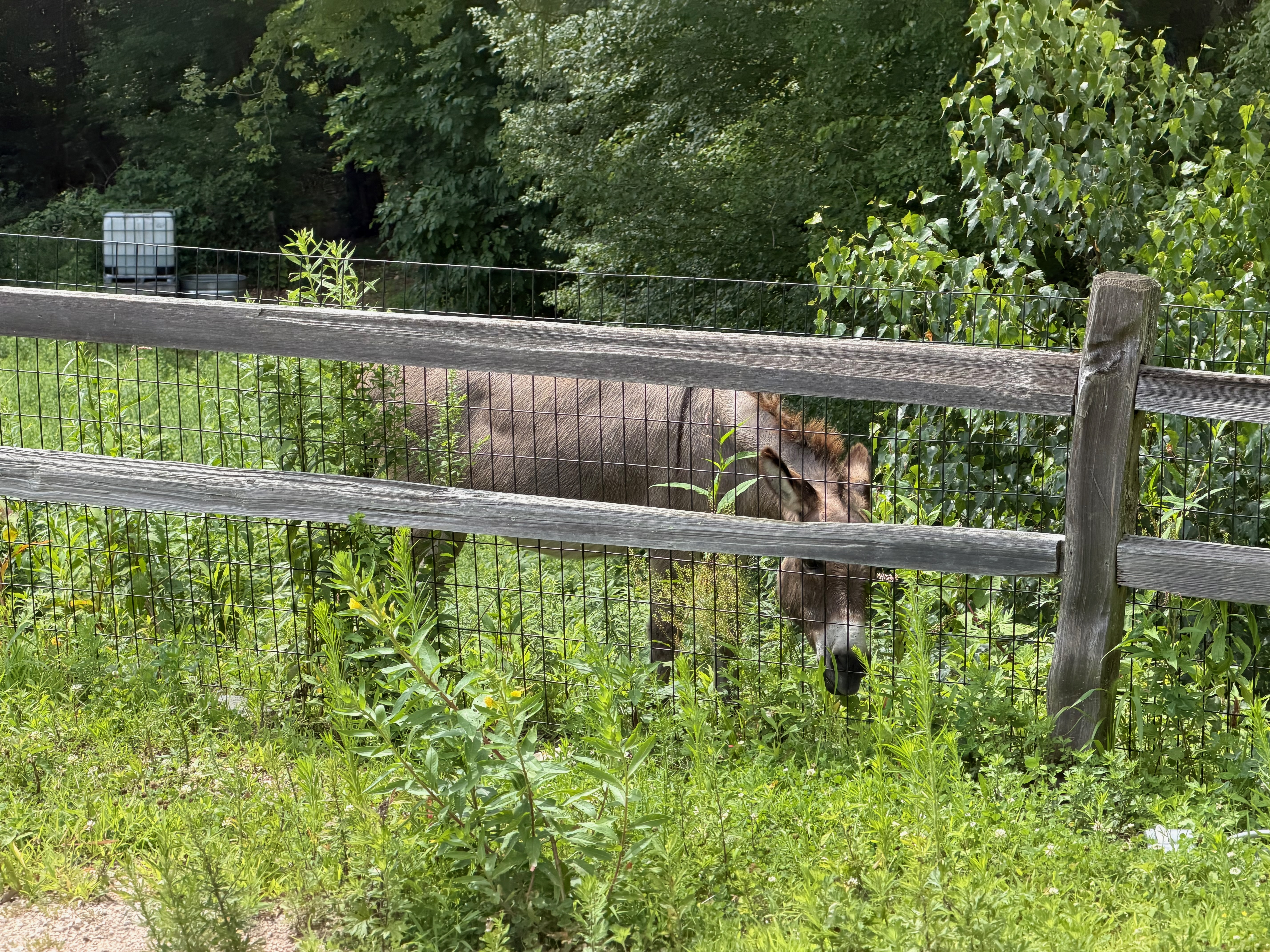 Donkey at Titled Barn