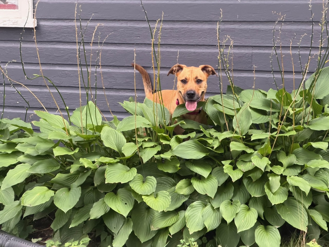 Coco over bushes
