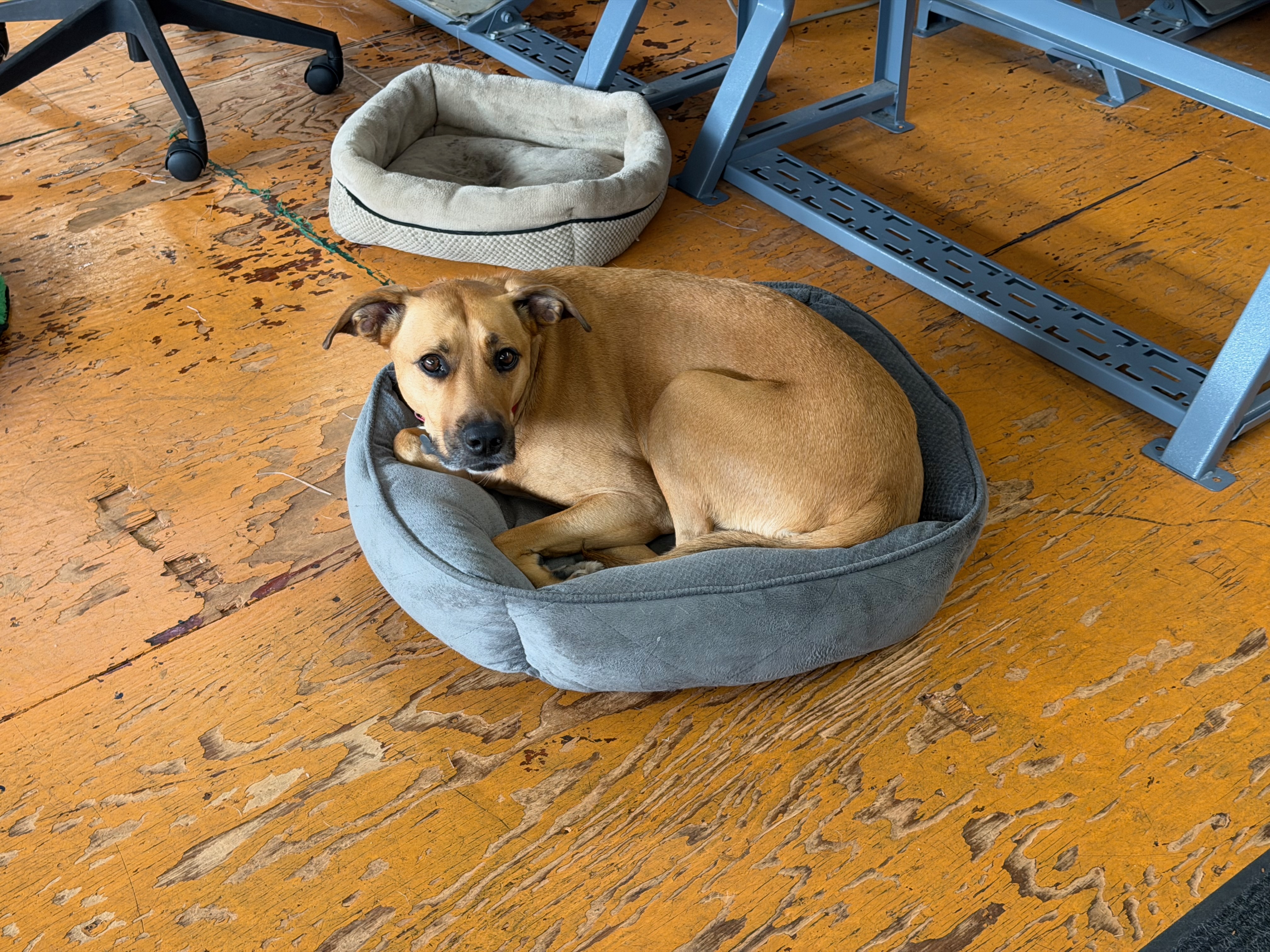 Coco in a Small Bed