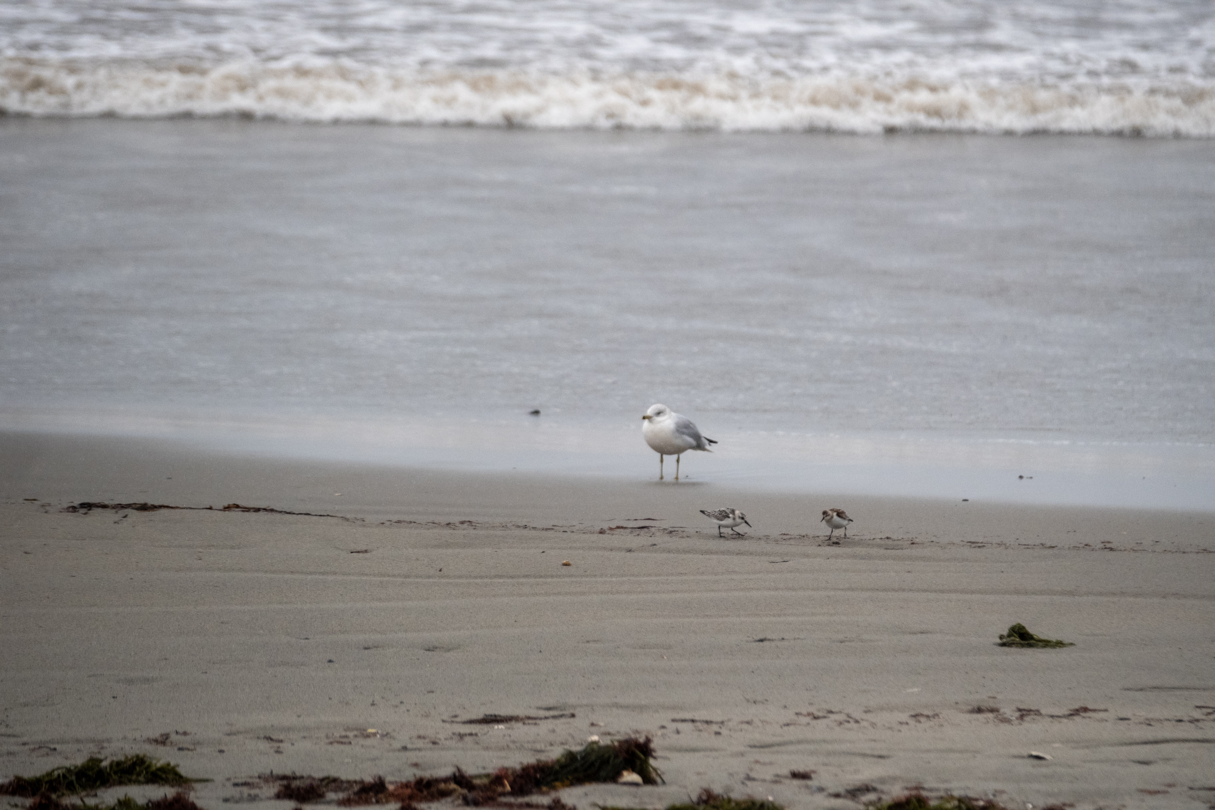 Nor&rsquo;easter in Newport series