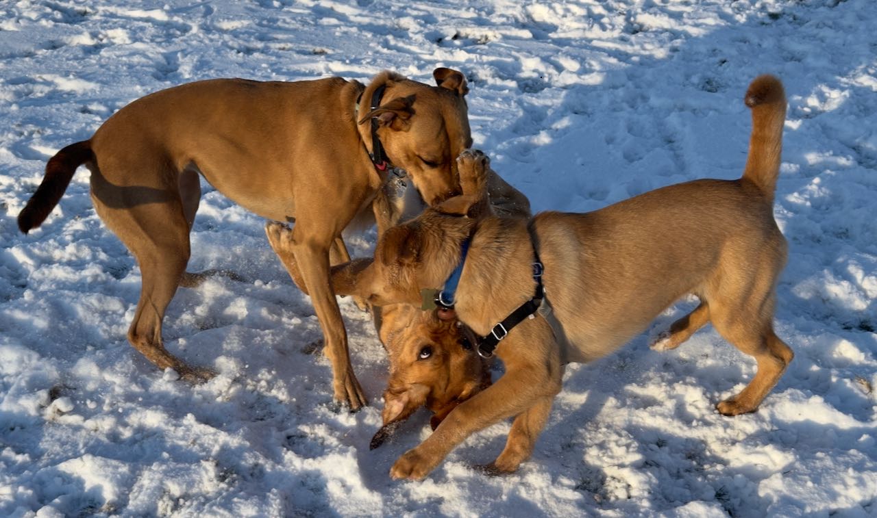 Three brown dogs playing.