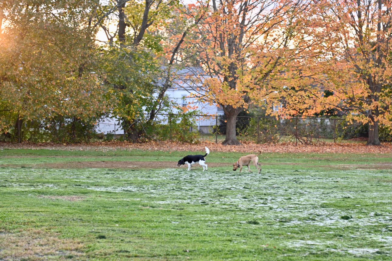 Coco and Link traveling around Vernon Park