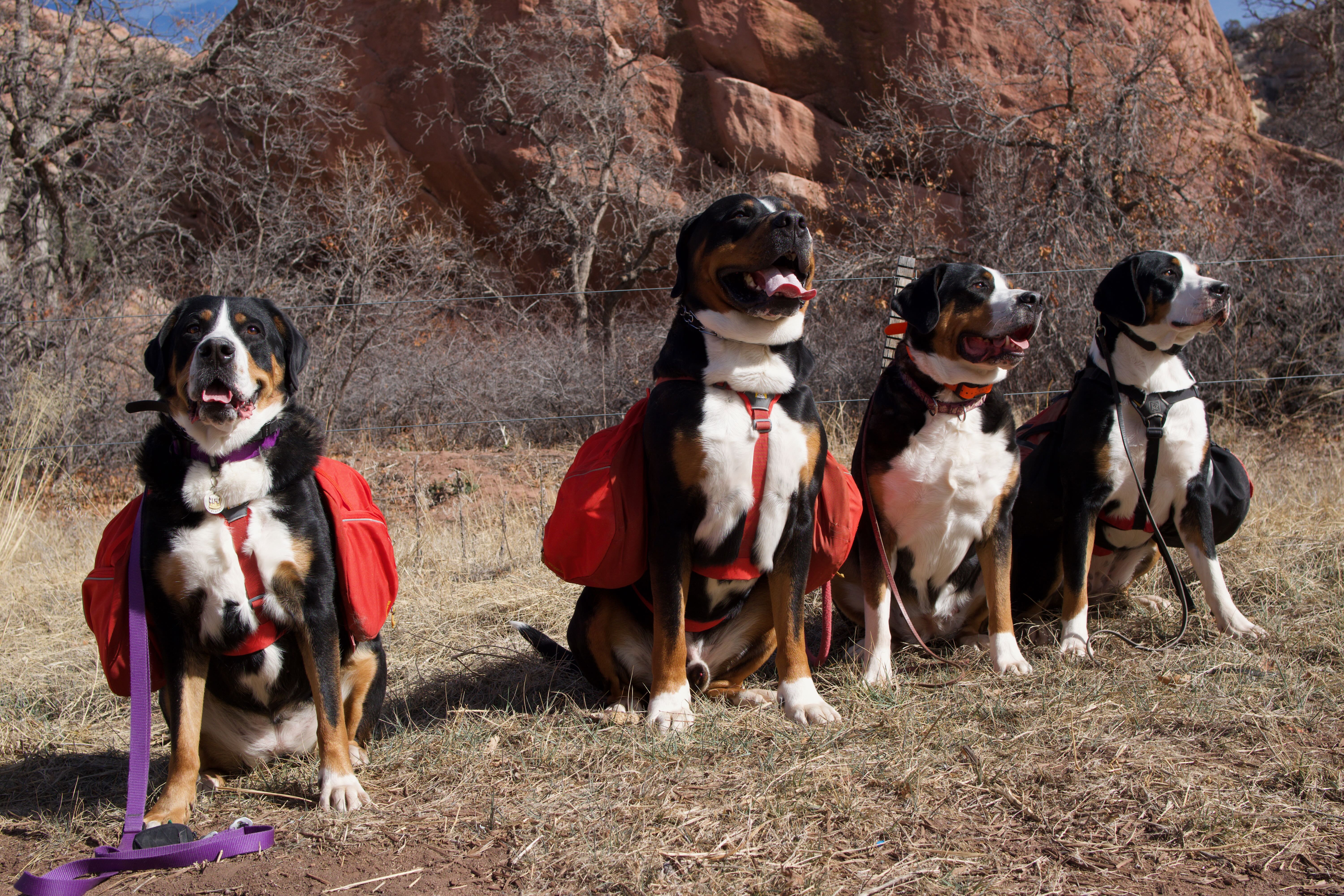 Great Swiss Mountain Dogs